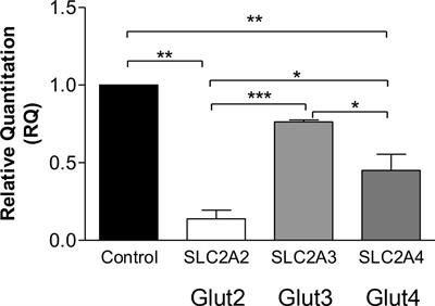 Insulin-Independent and Dependent Glucose Transporters in Brain Mural Cells in CADASIL